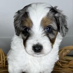 Kristoff - male Australian Mountain Doodle puppy in Jerome, Idaho from Tolman Acres