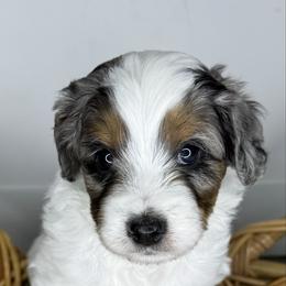 Kristoff - male Australian Mountain Doodle puppy in Jerome, Idaho from Tolman Acres