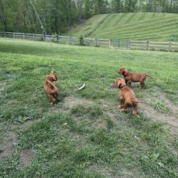 Wirehaired Vizsla Puppies from Cave Canis Kennels
