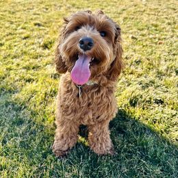 Cavapoo, Cockapoo, and Goldendoodle Puppies from Rocking JH Doodles