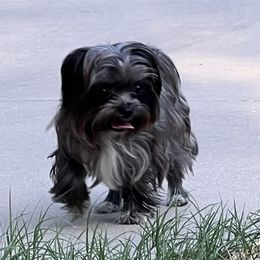 Mia - Morkie