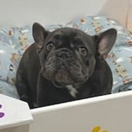 French Bulldogs from goldpawfrenchies
