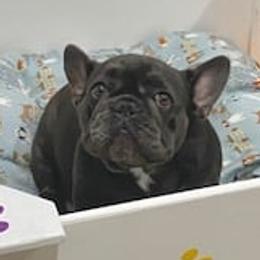 French Bulldogs from goldpawfrenchies