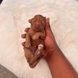 Red collar girl - Red  female Goldendoodle puppy in Fort Myers, Florida from Gandystailsofjoy