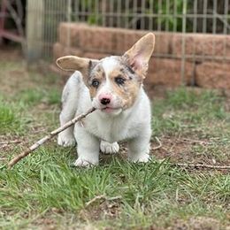 American Corgi, Cardigan Welsh Corgi, and Pembroke Welsh Corgi Puppies from Enok Corgis