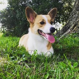 Pembroke Welsh Corgi Puppies from A&A’s Adorable Corgis