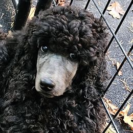 Poodle Puppies from Canterland Farm