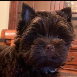 Whiskey - Yorkshire Terrier