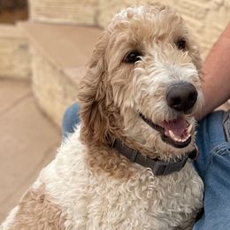 Liberty - Goldendoodle