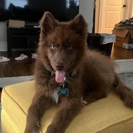 German Shepherd and Siberian Husky Puppies from Rose Trail Siberian’s