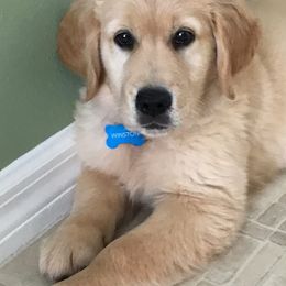 Golden Retriever Puppies from Homeward Bound Goldens