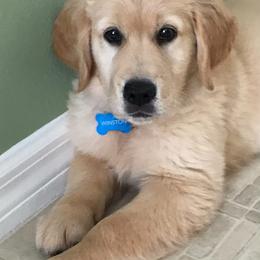 Golden Retriever Puppies from Homeward Bound Goldens