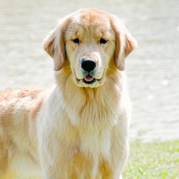 Chesapeake Bay Retrievers and Golden Retrievers from Oxford Farm Kennels