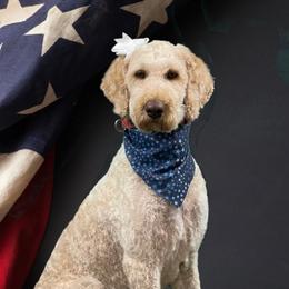 Lola - Goldendoodle