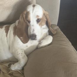 Daisy - Basset Hound