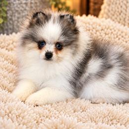 Blue Merle Parti - Blue merle male Pomeranian puppy in Bourbonnais, Illinois from T & D Poms