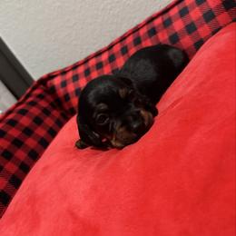 Green - Black and tan male Dachshund puppy in Odessa, Texas from K9 Royal Club