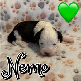 Nemo - Black and white male Sheepadoodle puppy in Saint Cloud, Florida from Rising Star Kennels