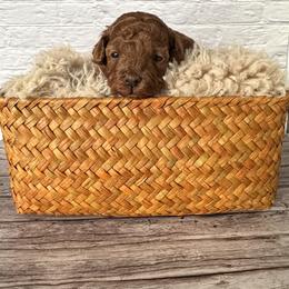 Mochi (AKC) - Red  female Poodle puppy in Riverside, California from Red Toy Poodle World