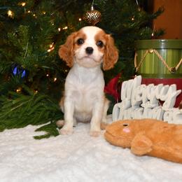 Australian Shepherd, Cavalier King Charles Spaniel, and Cavapoo Puppies from Dogwood & Sassafras Companions