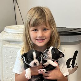 Boston Terrier Puppies from Dixe Hill Dogs