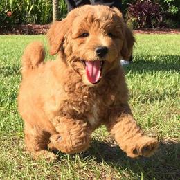 "English Goldendoodle Puppy from Moss Creek Goldendoodles" Goldendoodle and Schnoodle Puppies from Moss Creek Goldendoodles