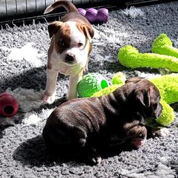Staffordshire Bull Terrier puppies from K8'sK9s and MedCity Staffords
