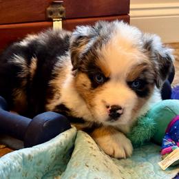 Boy 2 - Blue merle male Miniature Australian Shepherd puppy in Turner, Maine from Bear Pond Aussies / Leonbergers of Maine