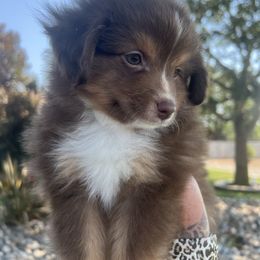 Merle - Red tri male Toy Australian Shepherd puppy in Tulare, California from Maze Farms