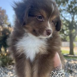 Merle - Red tri male Toy Australian Shepherd puppy in Tulare, California from Maze Farms
