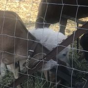 Maremma Sheepdogs from Homestead at Aslan