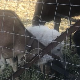 Maremma Sheepdogs from Homestead at Aslan