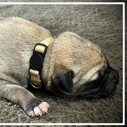 White - Fawn female Anatolian Shepherd Dog puppy in Clark, Wyoming from Fyne Acres