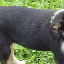 Border Collies from Wall's Border Collies