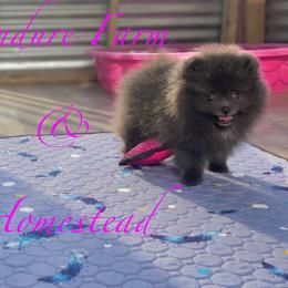 Pomeranian puppies from Endure Farm Inc