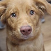 Nova Scotia Duck Tolling Retriever Puppies from Hearts and Paws