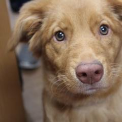 Nova Scotia Duck Tolling Retriever Puppies from Hearts and Paws