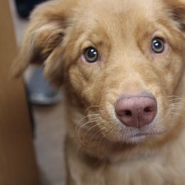 Nova Scotia Duck Tolling Retriever Puppies from Hearts and Paws