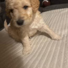 Greg (green) - Cream male Goldendoodle puppy in Fayettville Ar, Arkansas from Ozark Bulldogs and doodles