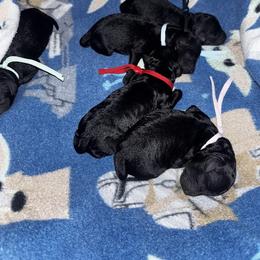 Cavapoo Puppies from J'Adore Doodles