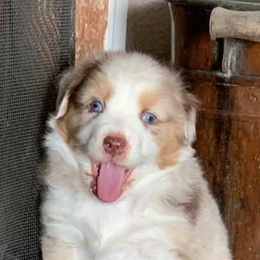 Australian Shepherds from Rusty Bucket Australian Shepherds