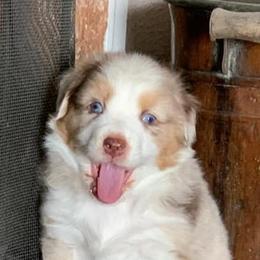 Australian Shepherds from Rusty Bucket Australian Shepherds