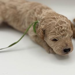 Oak - Cream male Poodle puppy in Southampton, New Jersey from Lavishly Loved Pets LLC