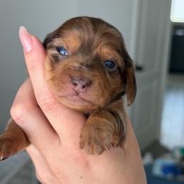 (2) Shaded Red Dapple Longhair Male - Dapple male Dachshund puppy in El Paso, Texas from IVK9's Dachshunds