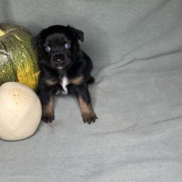 Ruger - Black tri male Toy Australian Shepherd puppy in Milton Freewater, Oregon from Sparkling Cross Toy & Mini Aussies