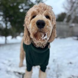Autumn - Labradoodle