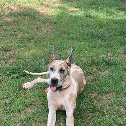 Great Dane All Grown Up from QC MOSS DANES