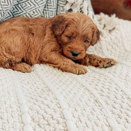 Aussiedoodle, Goldendoodle, Poodle, and Saint Berdoodle Puppies from Rocky Ridge Ranch