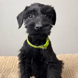 Girl 4 - Lime Green Collar - Black female Giant Schnauzer puppy in St George, Utah from Schnauzer Ranch