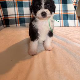 Storm - Black and white female Bernedoodle puppy in Luana, Iowa from Country View Bernedoodles and Goldendoodles